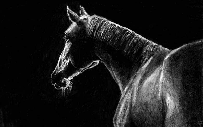 Horse - quick sketch