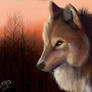 Wolf In The Sunrise
