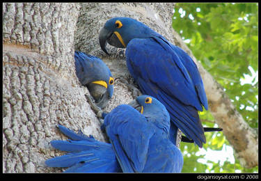 Hyacinth Macaw...