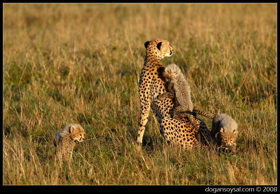 CHEETAH FAMILY