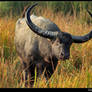 WILD ASIAN BUFFALO