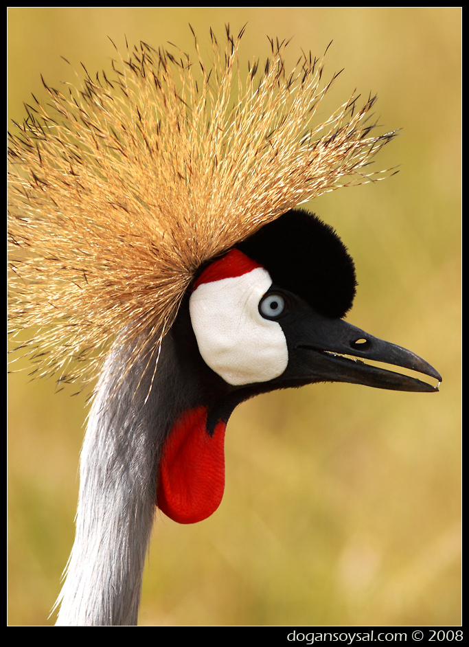 CROWNED CRANE...