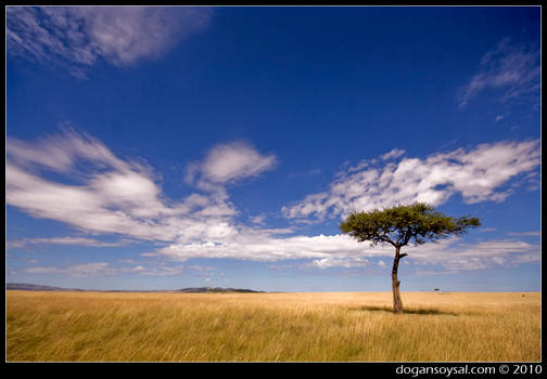 LANDSCAPE: KENYA - Masai Mara