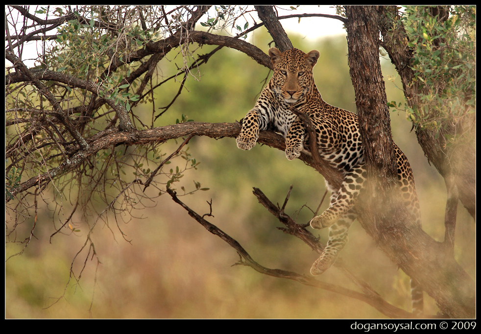 LEOPARD ON A TREE...