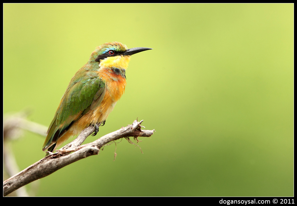 BEE-EATER