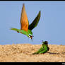 BLUE CHEEKED BEE EATER...