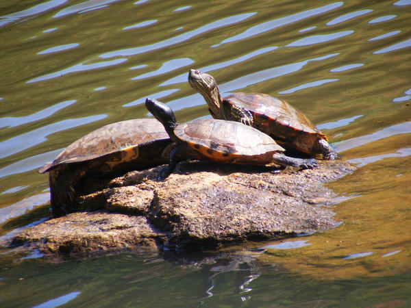 Turtle Friendship by MyDecember07 on DeviantArt