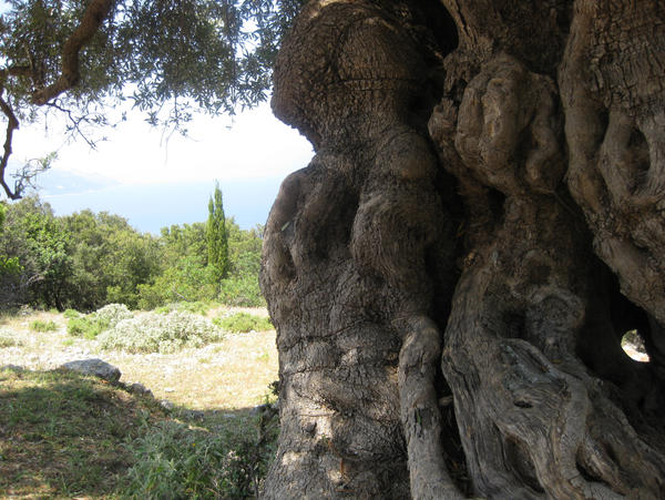 Sami tree by InspiredbyLegend on DeviantArt