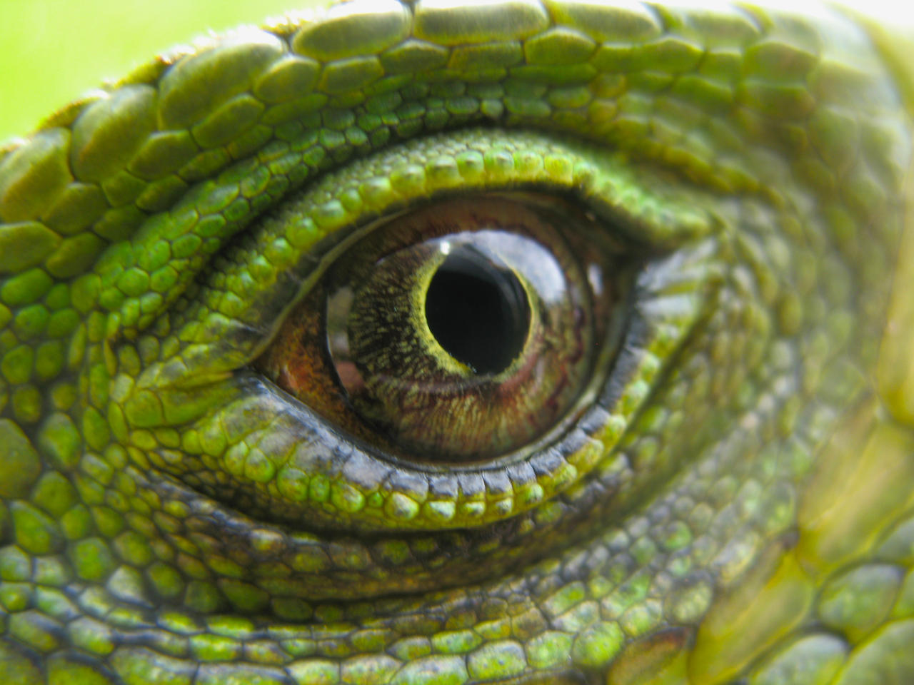 Век у ящерицы. Игуана Варан глаз. Шлемовая игуана. Крокодиловый Варан глаза. Глаза ящерицы игуаны.