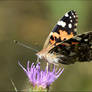 Beautiful Butterfly2