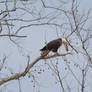 Bald Eagle Overlooking the Shenandoah River