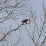 Bald Eagle Overlooking the Shenandoah River2
