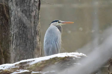 Blue Heron taking it easy