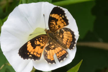 Butterfly on Morning Glory