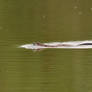 River Otter