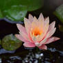 Lilly in the Pond