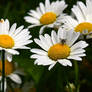 Wildflowers with a Bug