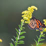 Last of the Monarchs for the Season