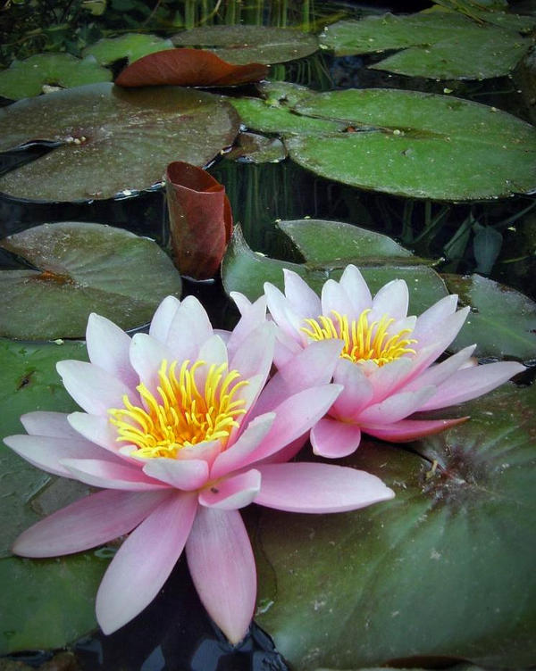 Water Lily