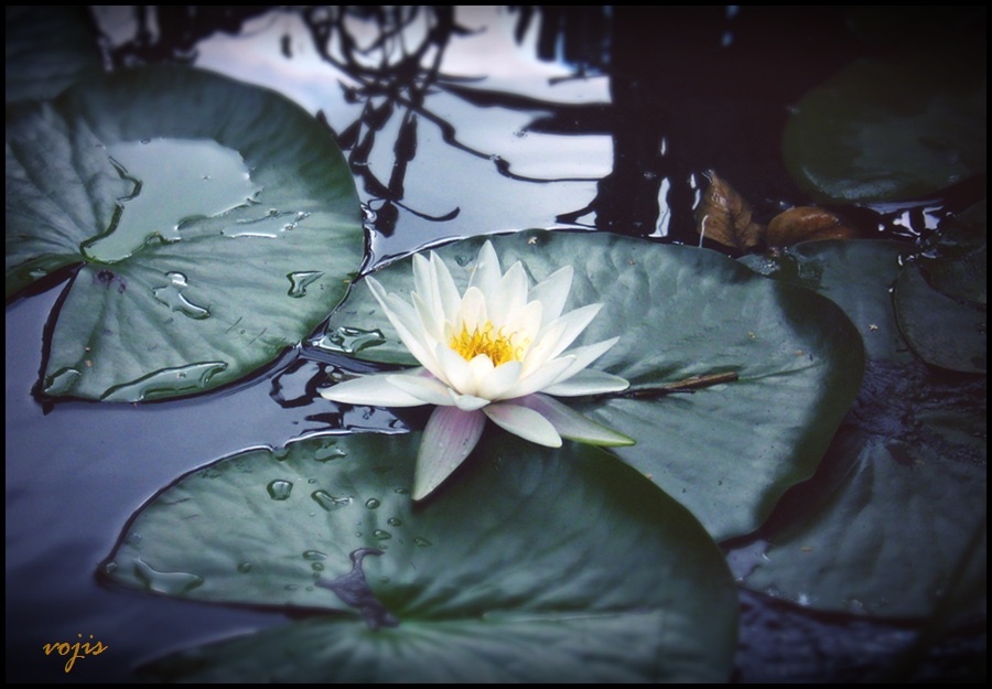 White Water Lily