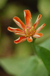 Orange Flower