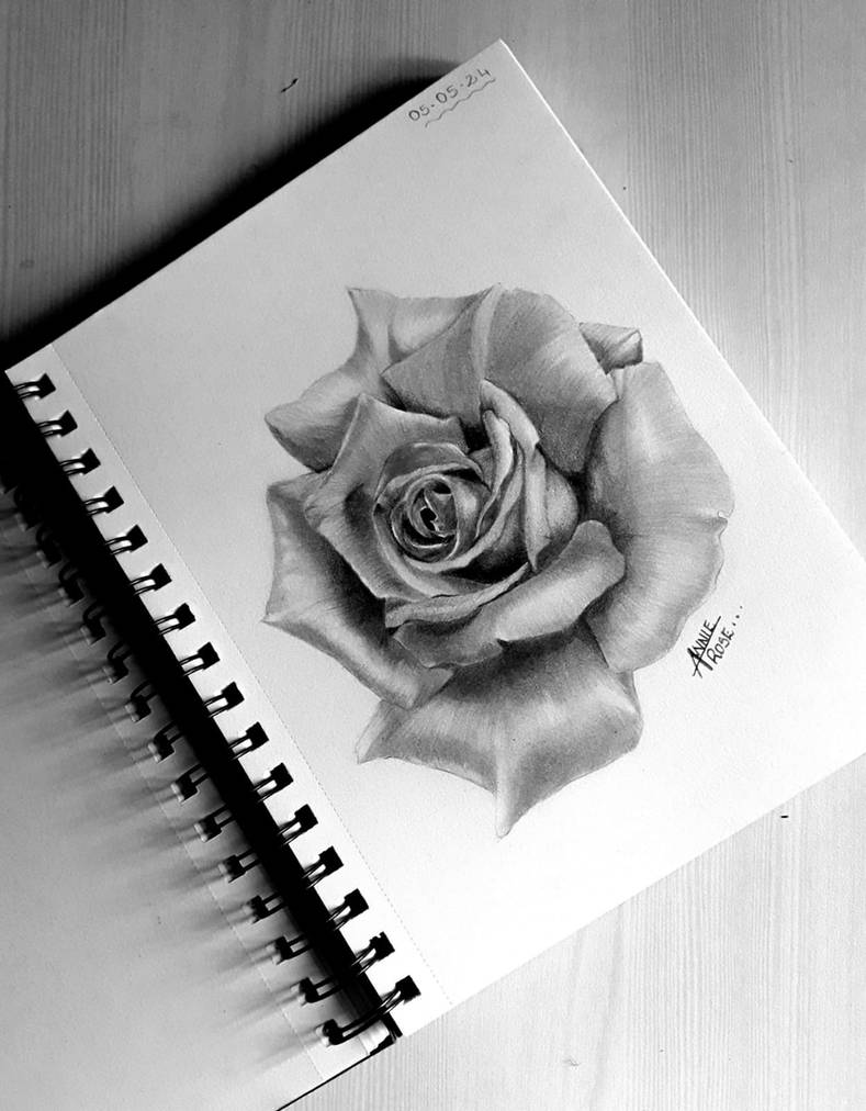 Drawings Of Roses Realistic Drawing Of Rose by ShadesAndFrames on DeviantArt