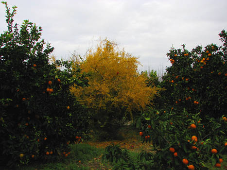 Yellow Tree