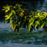 Leafs with lake