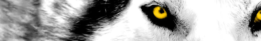 Wolf Chapter Header Wolf Header by TymenMuller on DeviantArt