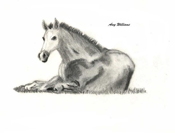 Foal