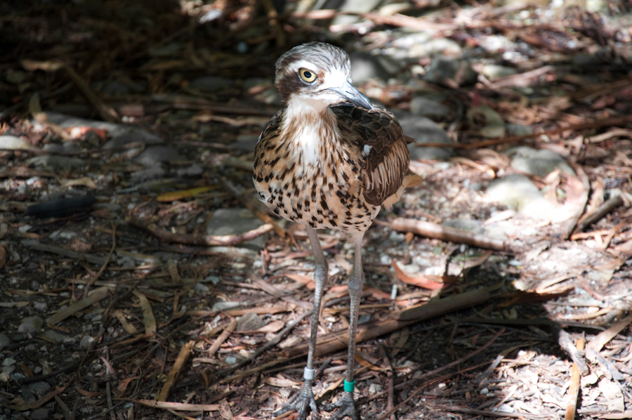 Bush Stone-curlew