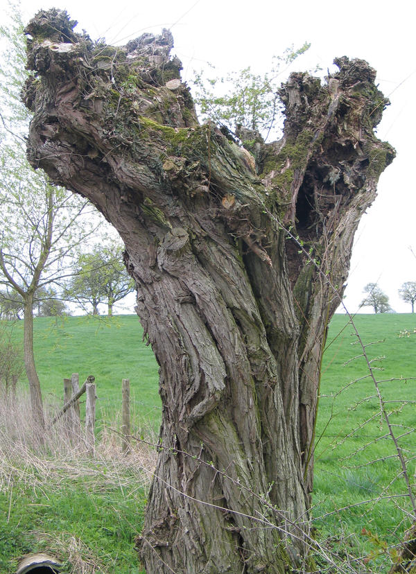 Ancient Twisted Tree