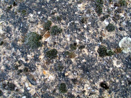 Moss Stone Texture