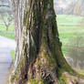 Ancient Tree Bottom