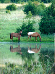 Reflection