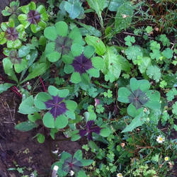 A Big Four-leafed Clover-field