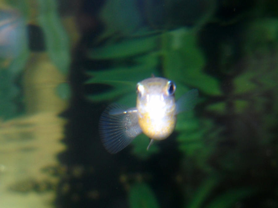 Baby Balloon Belly Molly By Eminemelf On Deviantart Baby Balloon Belly Molly By Eminemelf On Deviantart