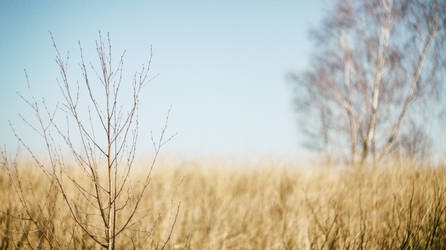 Wheat Field