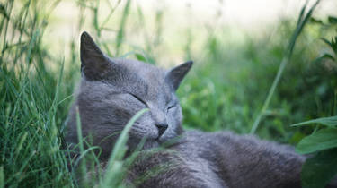 Nap in the grass