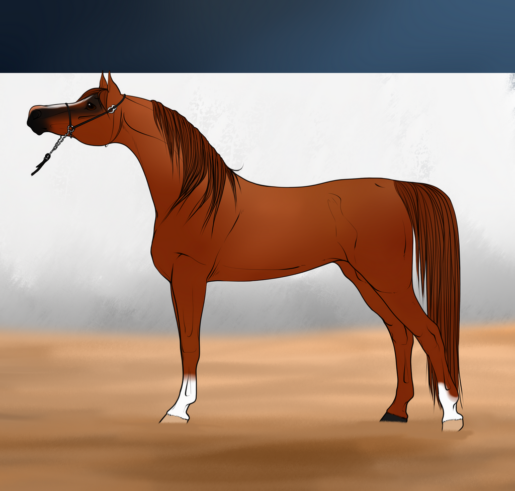 Vicki: Lilium Stables Arabian Horse Show