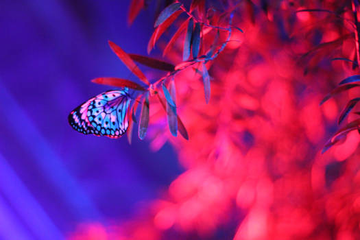 Butterflies and Lights