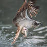 osprey with a trout