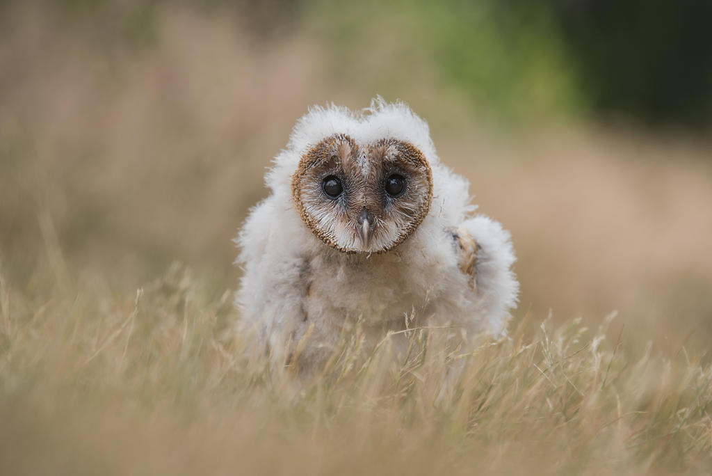 Melanistic barn owl by alantunnicliffe on DeviantArt