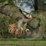 Red-tailed-hawk