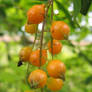 Duranta repens aurea