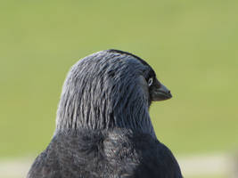 Crow 2