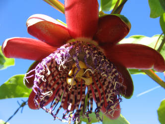 Passiflora alata 2