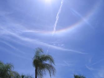 Palm Tree and Halo