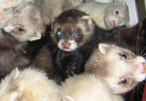 Ferrets