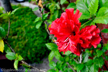 Red Flower